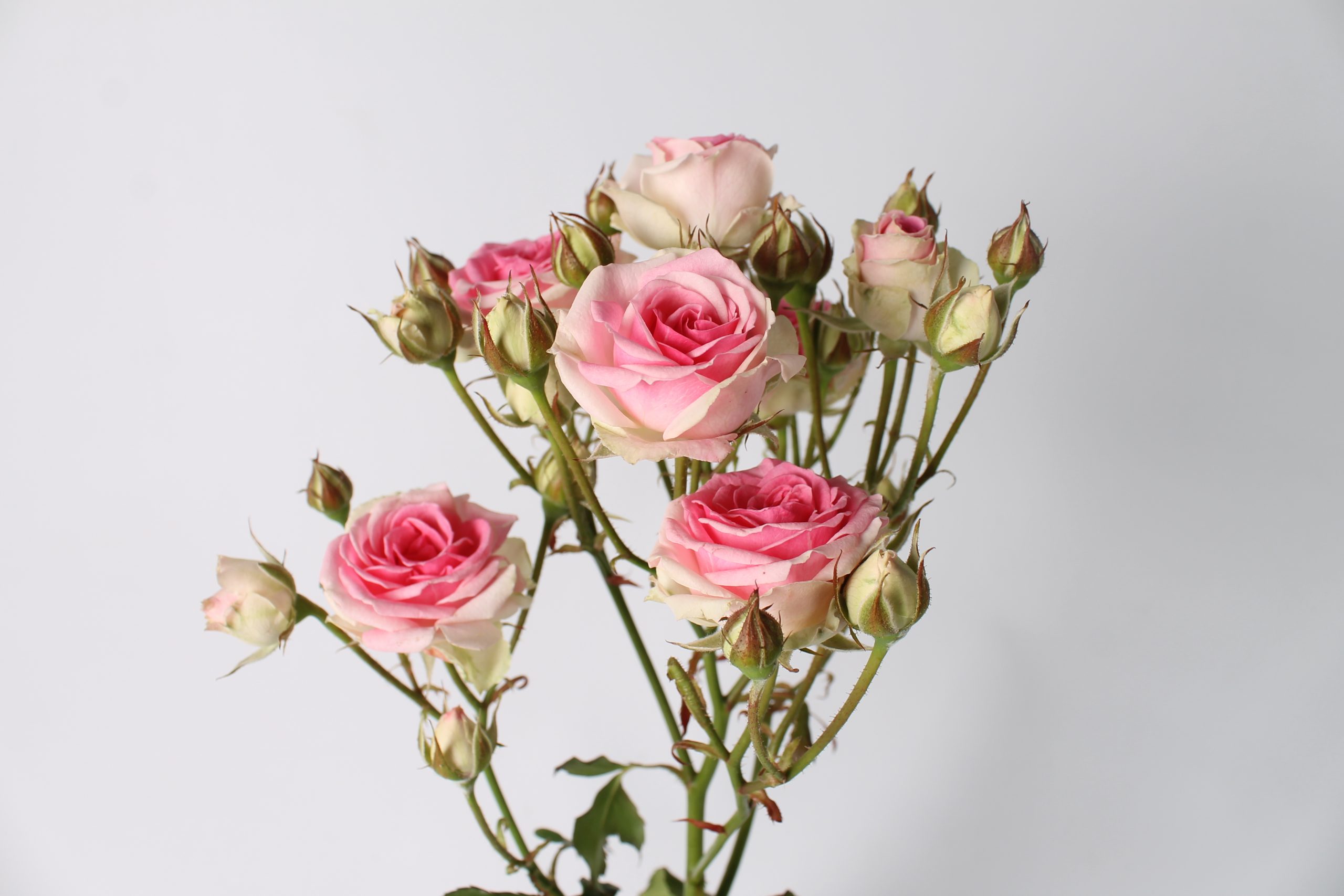 Mimi Eden trosroos van 35 tot 60 cm van Seters Roses rozenkwekerij