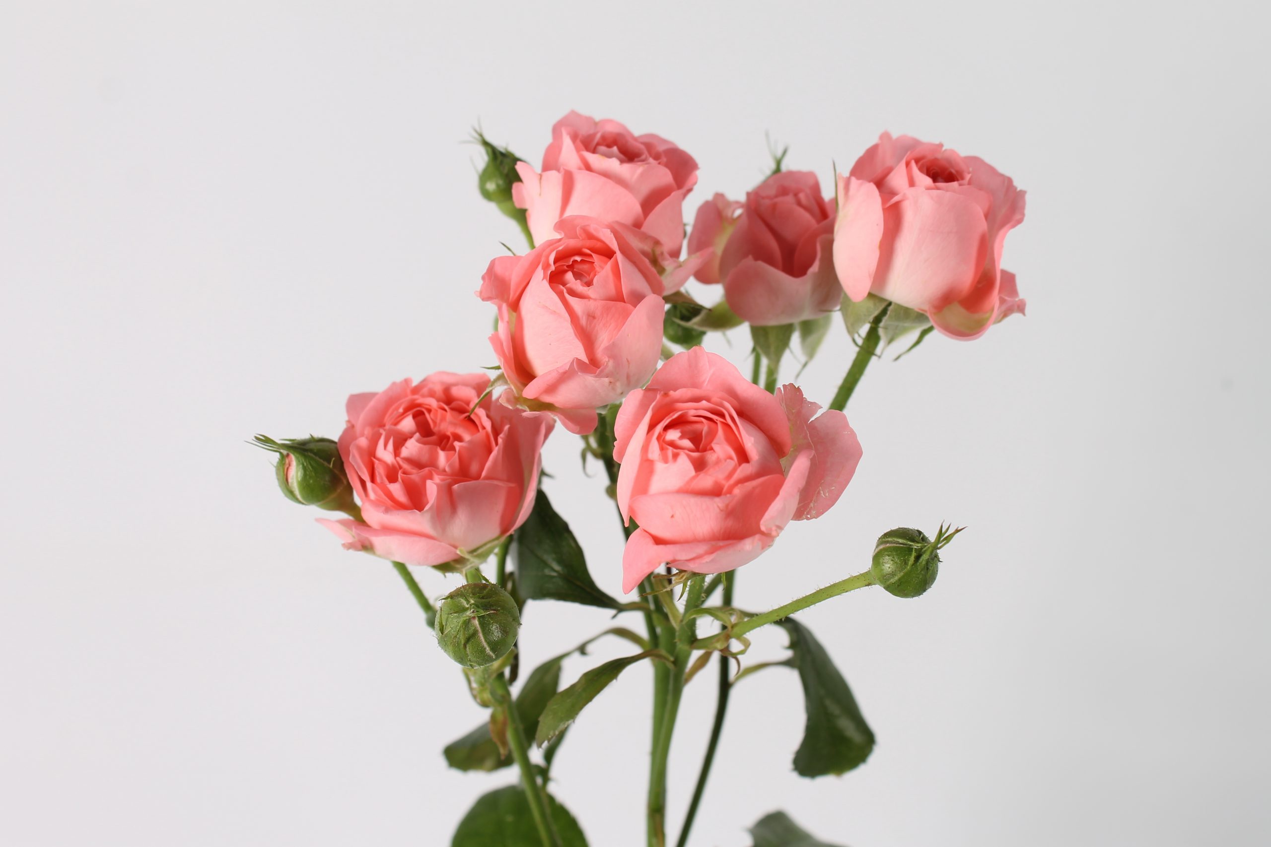 Femke trosroos van Seters Roses rozenkwekerij