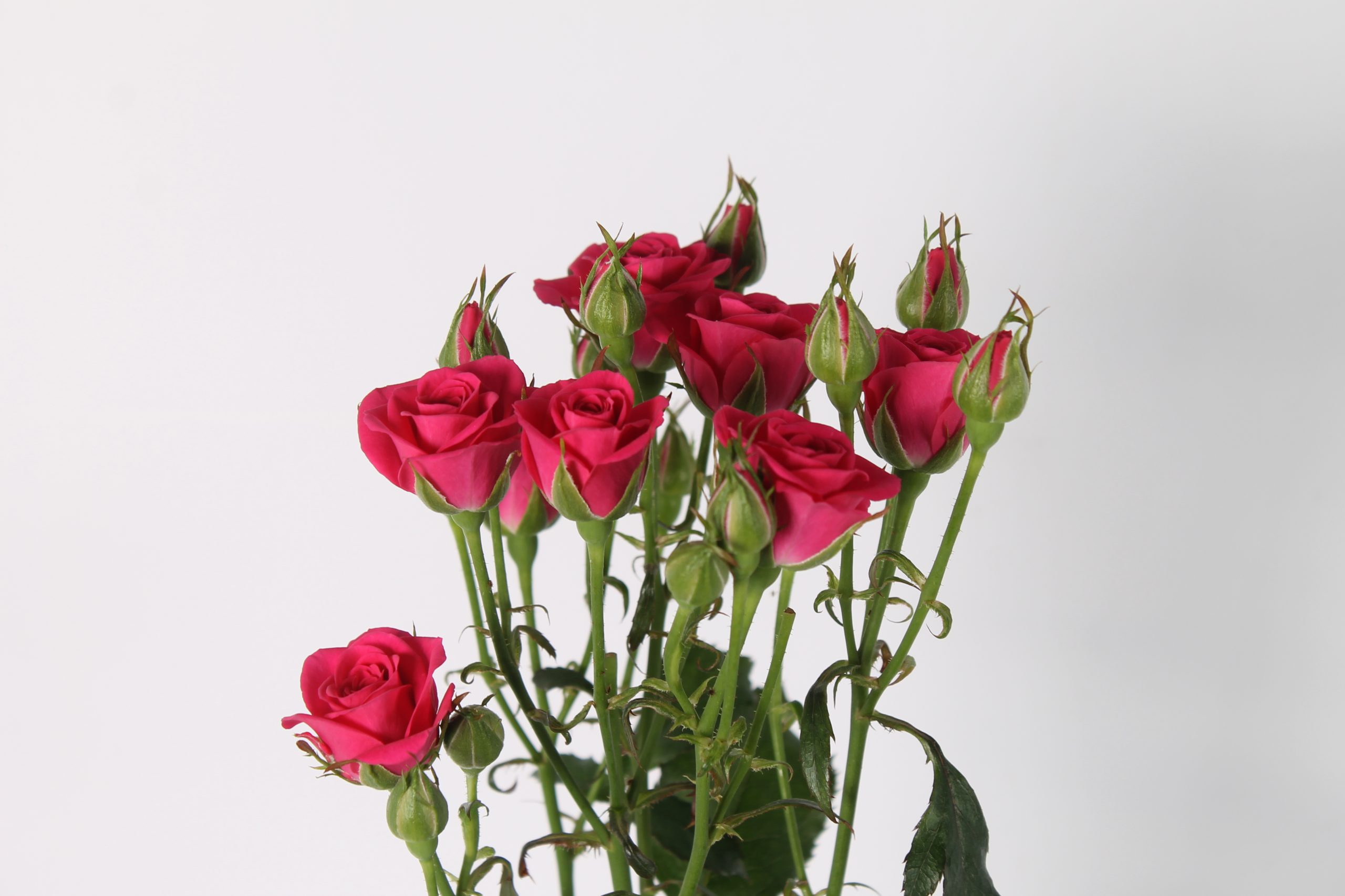 Pink Yo-Yo trosroos van 70 - 50 cm van Seters Roses rozenkwekerij