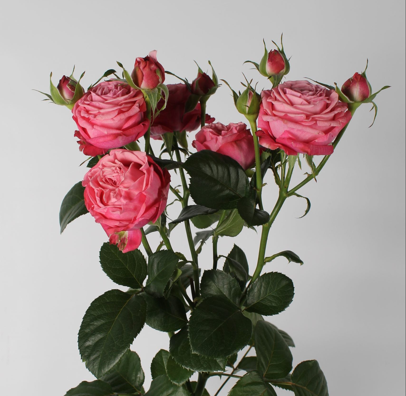 Artesia trosroos van Seters Roses rozenkwekerij