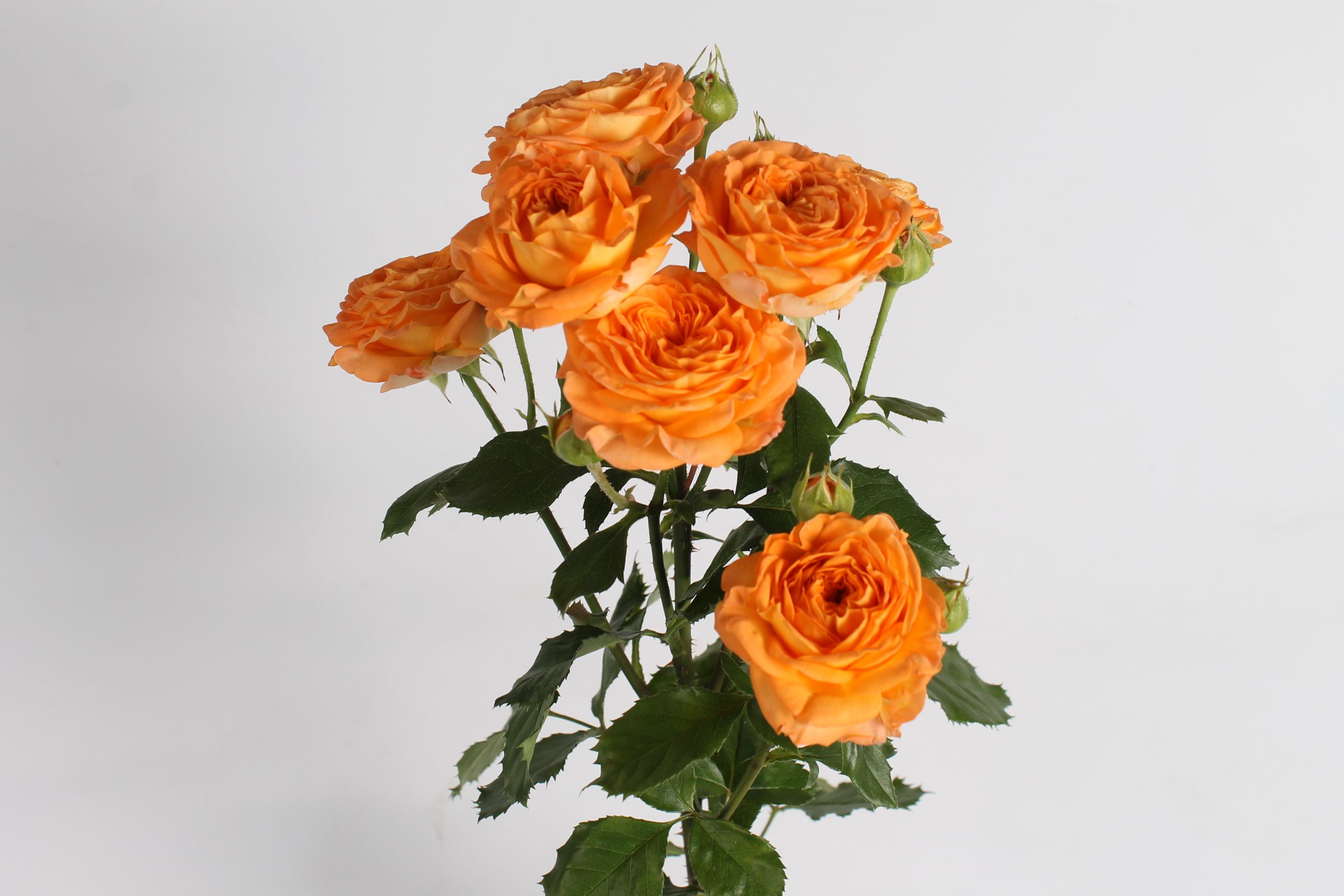 Orange Trendsetter trosroos van Seters Roses rozenkwekerij
