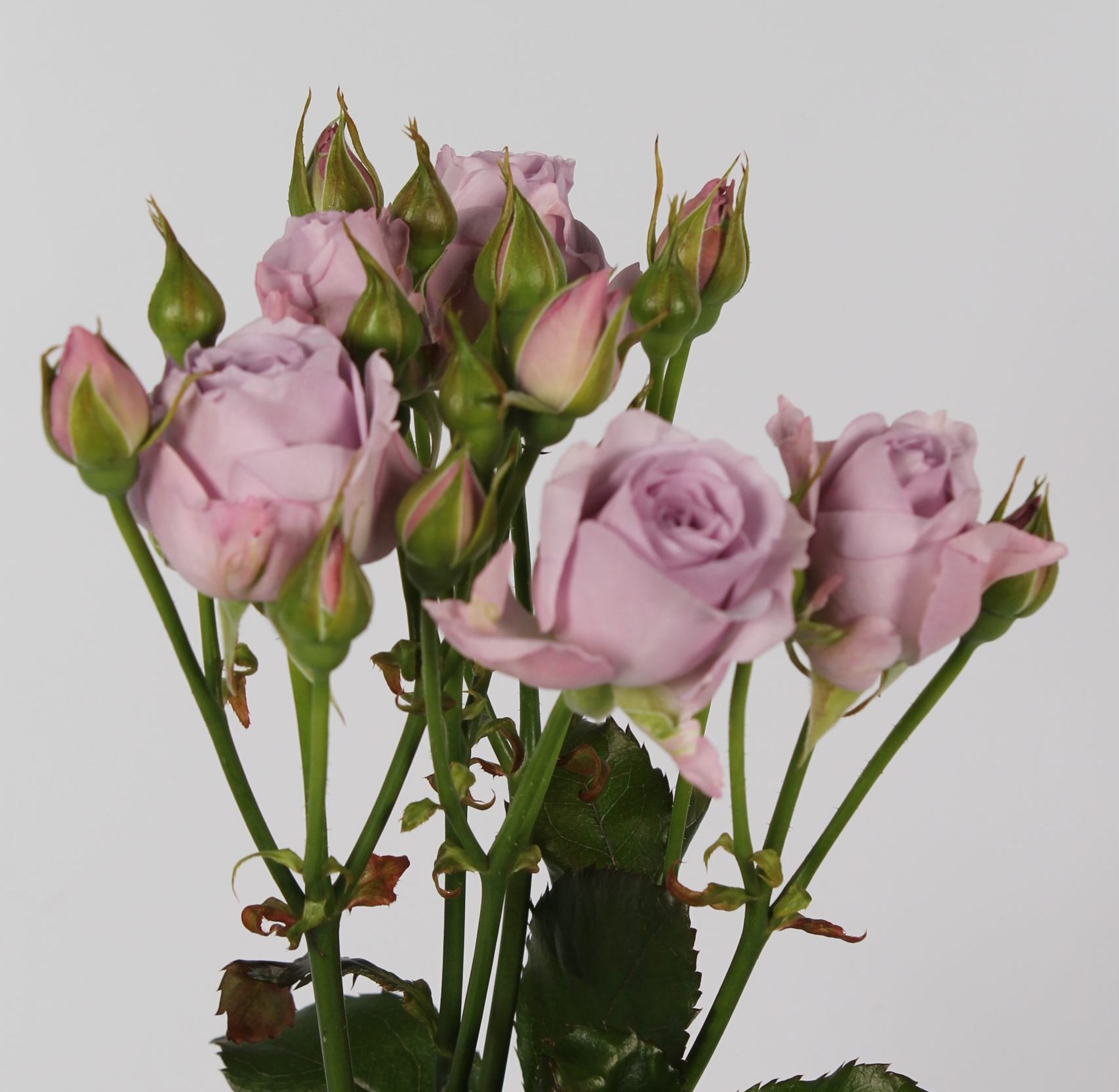 1 tak Sterling sensation trosroos van 60 -35 cm van Seters Roses rozenkwekerij