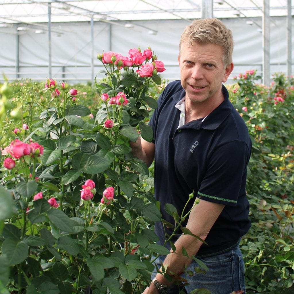 Gertjan van Seters, eigenaar van Seters Roses rozenkwekerij